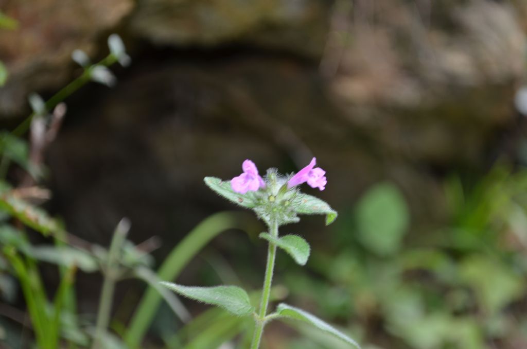 Val Brembana, (BG) : Clinopodium vulgare
